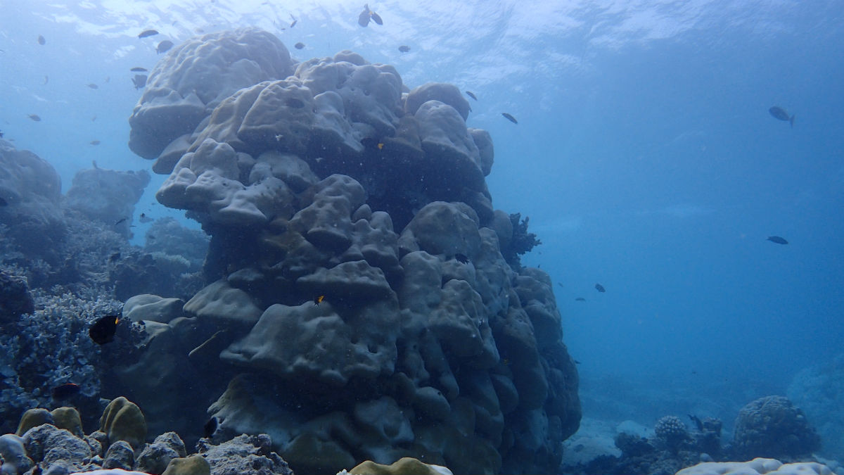 Underwater in the reefs of Angsana Ihuru 