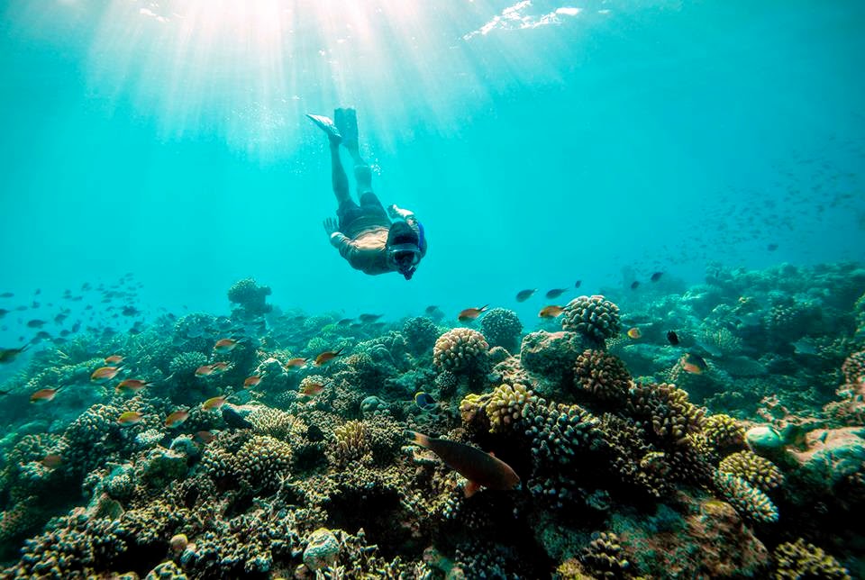 Diving, LUX* Maldives