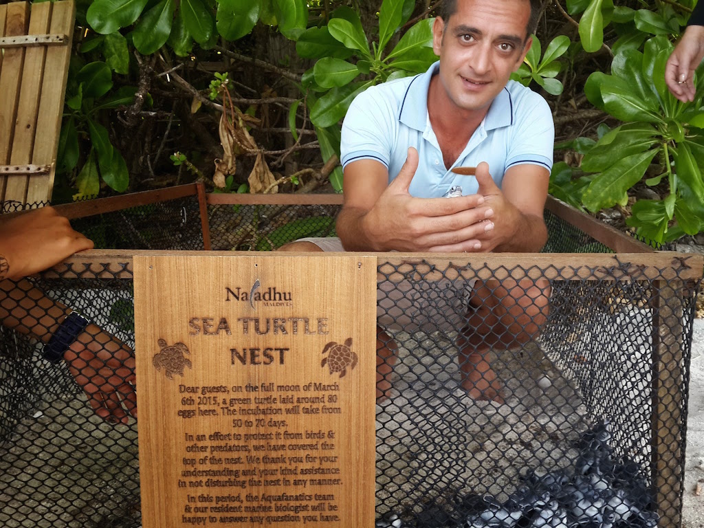 Marine Biologist Hamid Rad with 69 baby green turtles, Naladhu Maldives