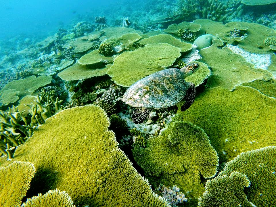 Turtle, Reef, LUX* Maldives