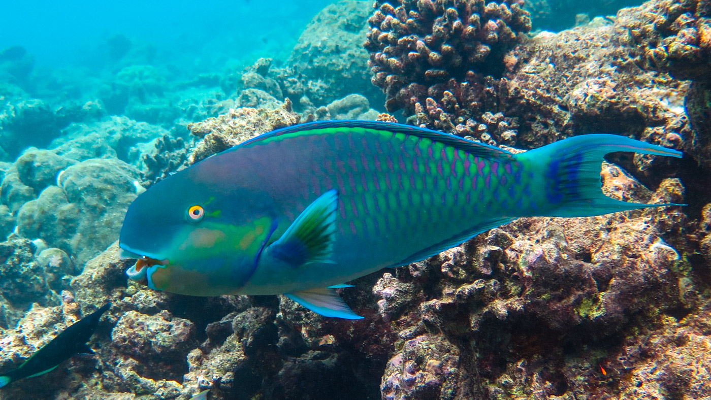 Parrotfish, Vivanta By Taj Coral Reef. Photo Credit: Will Erazo Fernandez